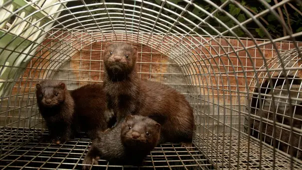 I visoni di Calvagese saranno abbattuti oggi