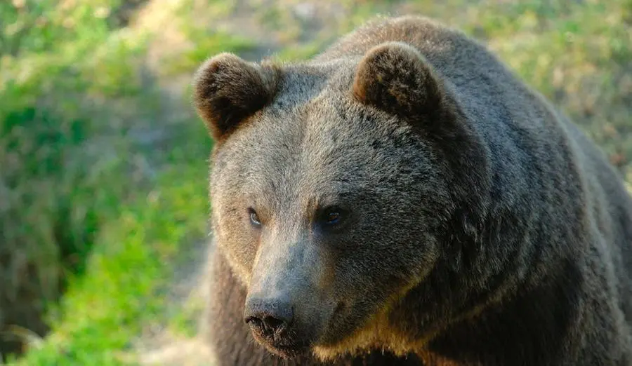 Un orso (foto d'archivio) - © www.giornaledibrescia.it