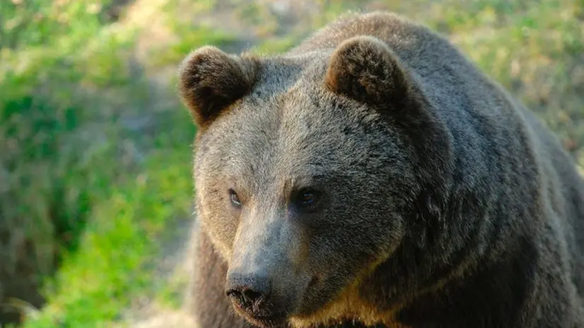 Un orso (foto d'archivio) - © www.giornaledibrescia.it
