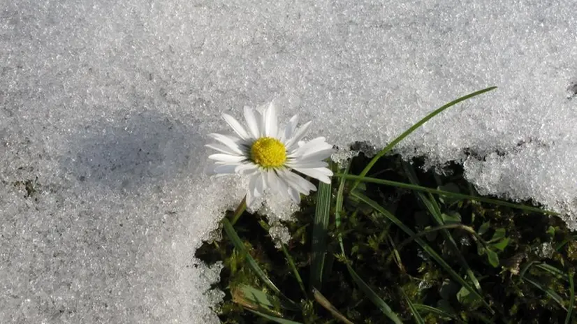 Una margherita sbuca tra la neve e i fili d'erba - Foto di Riccardo Paroni