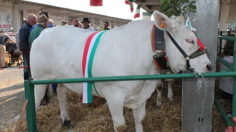 L'appuntamento è in programma dal 26 al 30 aprile a Rovato - © www.giornaledibrescia.it