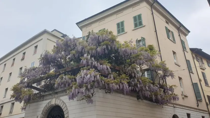 Il lussureggiante terrazzo di via Tosio - Foto Roberta Savoldi/Facebook