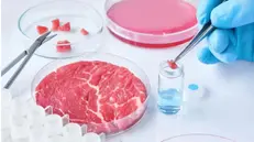 Carne coltivata in laboratorio