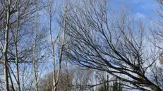 Gli alberi malati da tagliare alla Riserva delle Torbiere