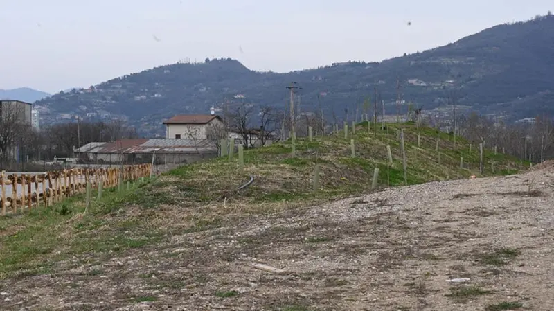 L'area piantumata in via Cerca