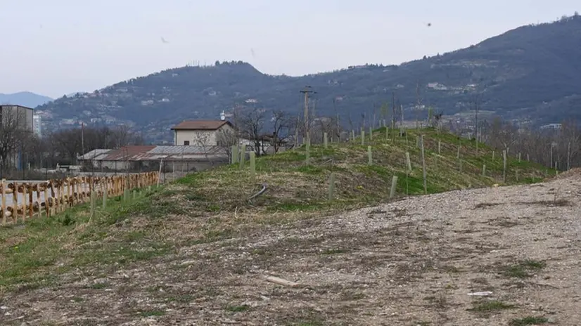 L'area piantumata in via Cerca