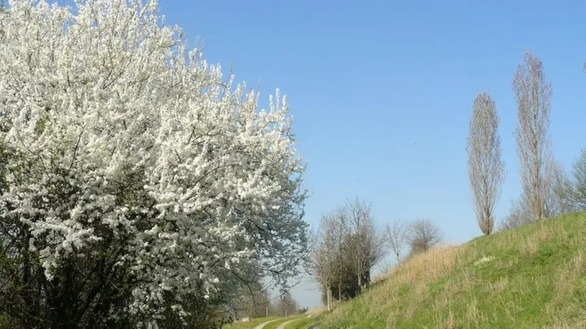 Un albero in fiore lungo la strada che porta alla stagione calda - © www.giornaledibrescia.it