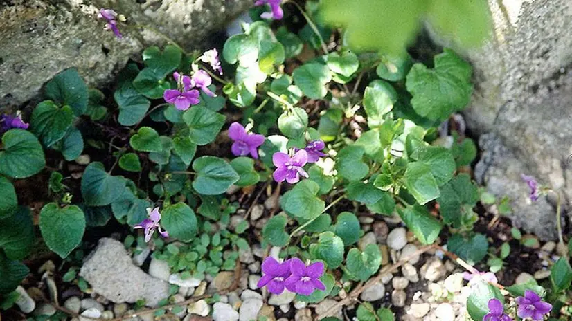 Viole di campo - Foto © www.giornaledibrescia.it