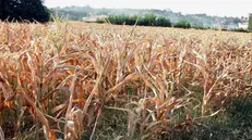 In una foto del 2022, un campo di mais messo alla prova dalla siccità