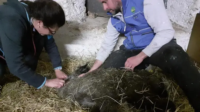 Il cucciolo di alpaca restituito alla fattoria - Da Facebook