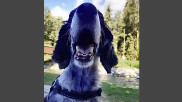 Il setter che ha rischiato di essere avvelenato - Foto tratta da Fb