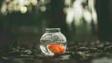 Un pesce rosso in una boccia