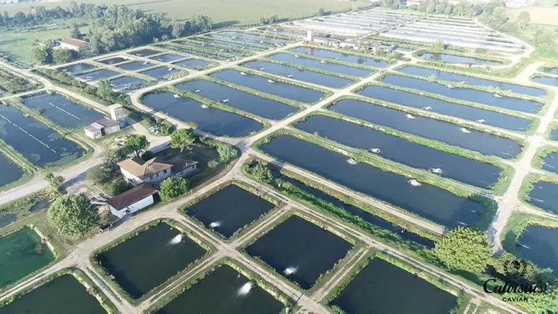 L'Agroittica Lombarda di Calvisano