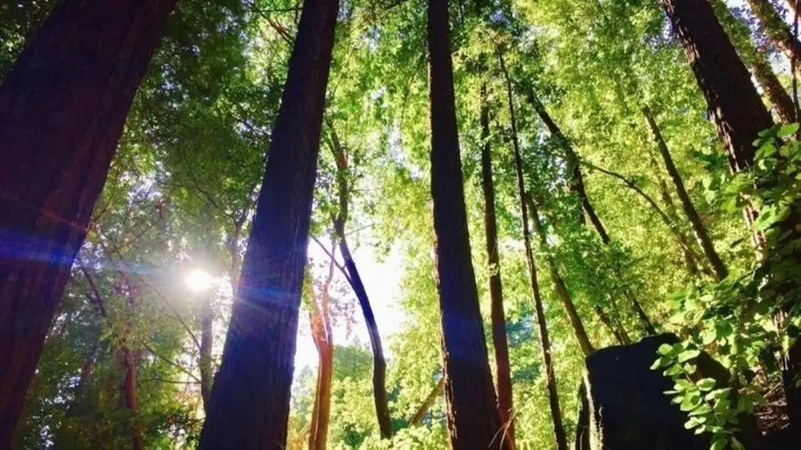 Alberi - © www.giornaledibrescia.it