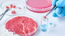 La produzione di carne sintetica prevede il prelievo di cellule da animali vivi e lo sviluppo all’interno di sieri di crescita - © www.giornaledibrescia.it