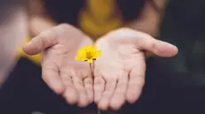 Un fiore in segno di amicizia