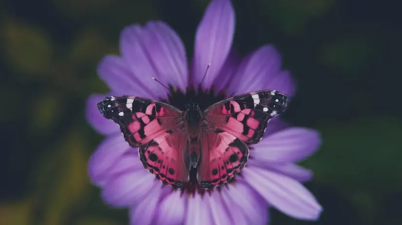Butterfly House, la meta perfetta per una passeggiata tra le farfalle in volo