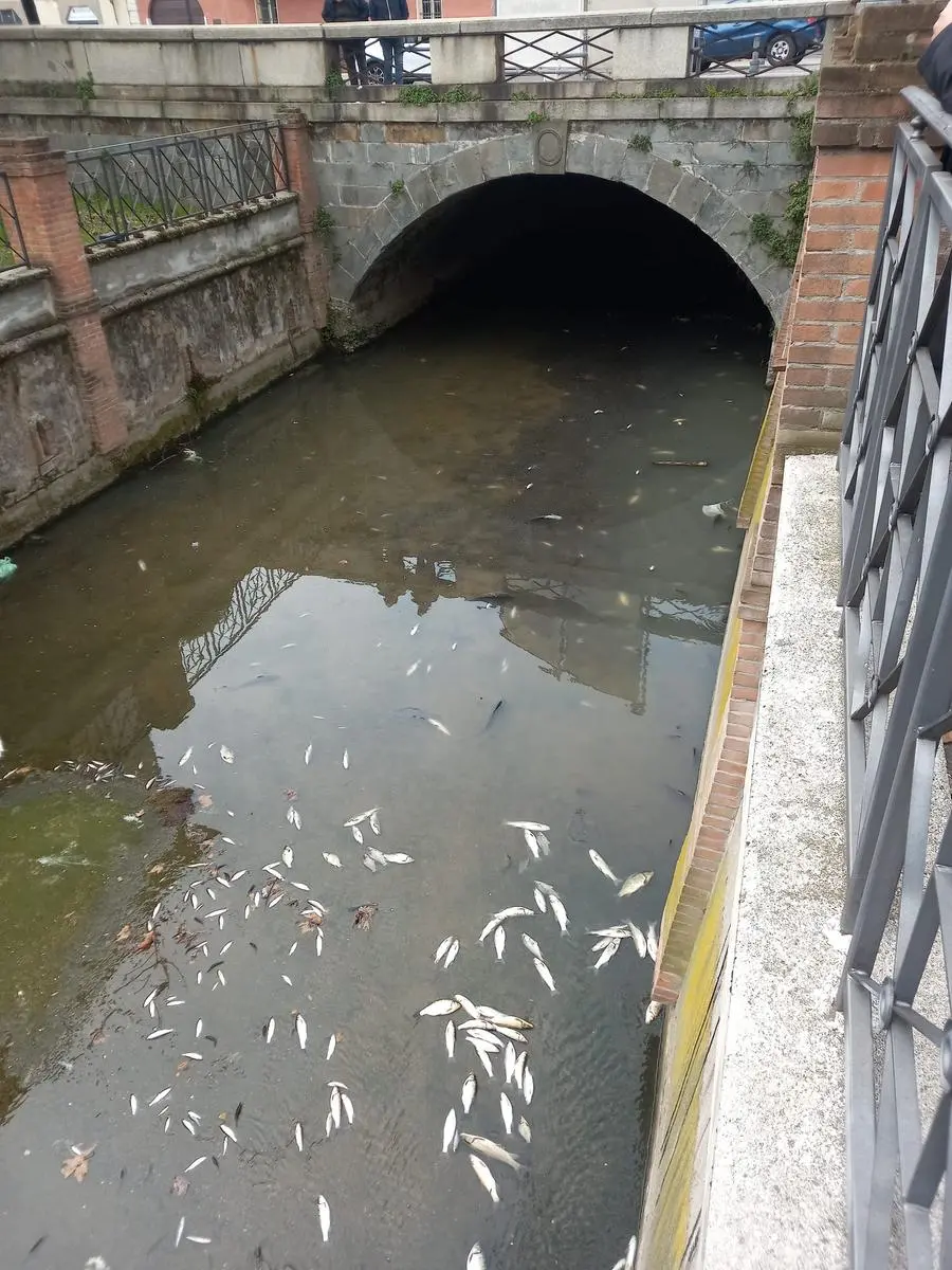 Decine di pesci morti nella roggia Castrina a Chiari - Foto © www.giornaledibrescia.it