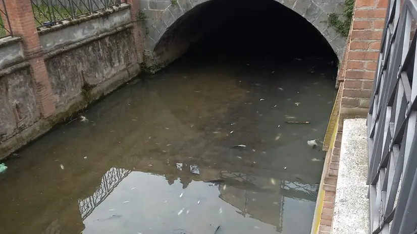 Decine di pesci morti nella roggia Castrina a Chiari - Foto © www.giornaledibrescia.it