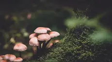 Funghi nell'erba