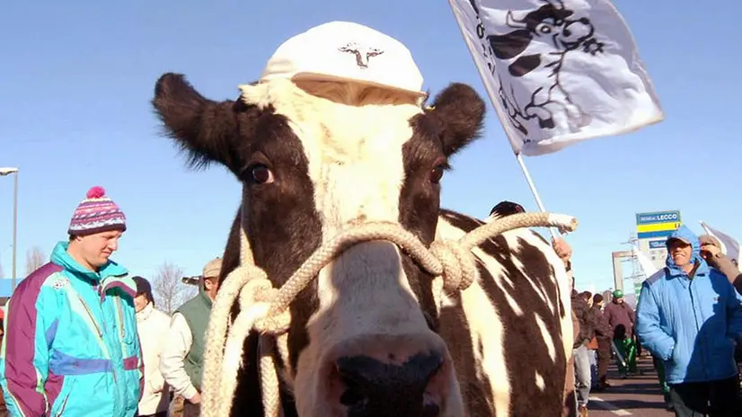 Alcuni agricoltori occuparono la tangenziale Est di Milano, con la famosa mucca «Ercolina» - © www.giornaledibrescia.it