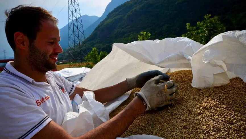 I produttori si preparano per la nuova birra «Busana»
