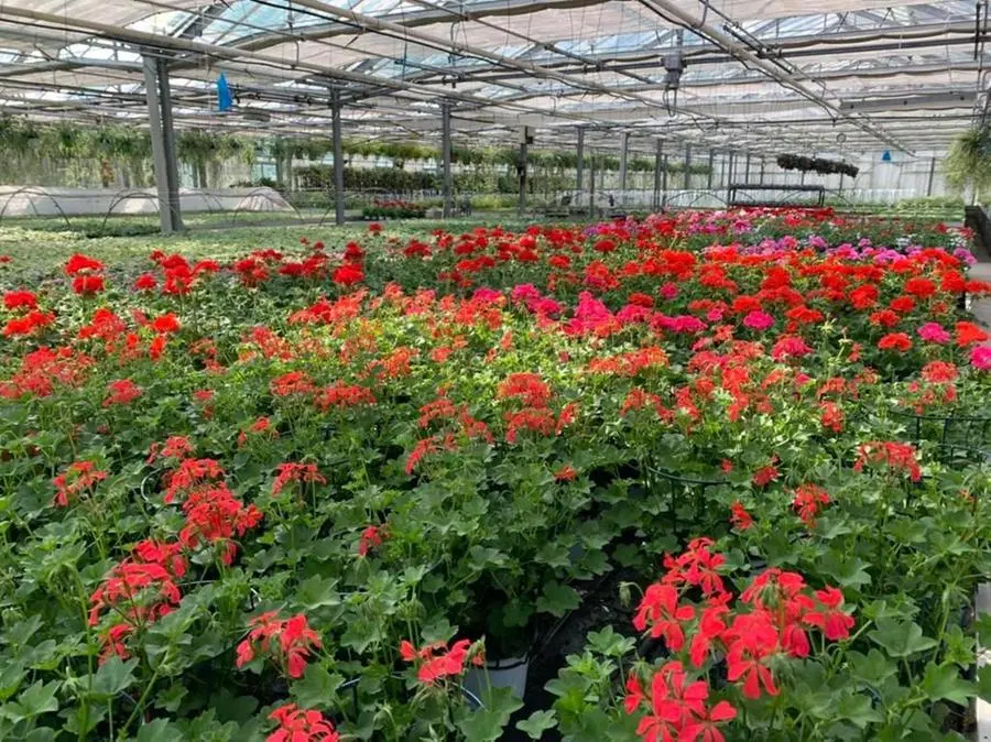 Gli spazi della Floricoltura Prati di Botticino chiuderanno dopo 40 anni