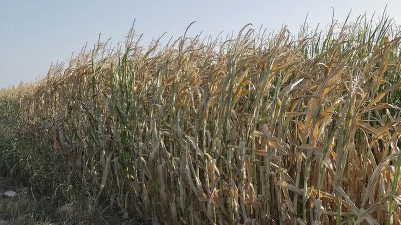 Siccità: così si presentava la campagna bresciana la scorsa estate - © www.giornaledibrescia.it