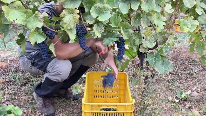 In arrivo il nuovo contratto da 45 giorni per l'agricoltura - © www.giornaledibrescia.it