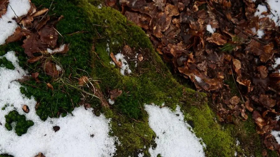 Una camminata sulla neve - Foto tratta da unsplash.com