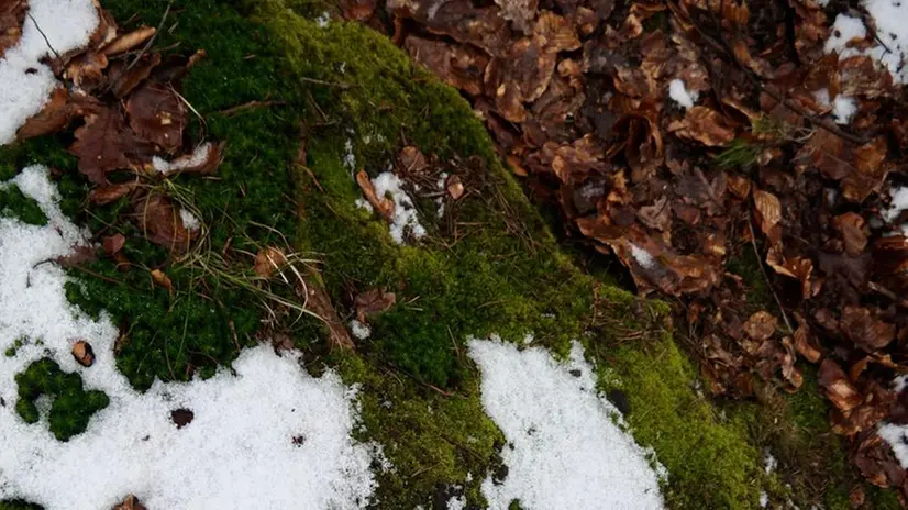 Una camminata sulla neve - Foto tratta da unsplash.com