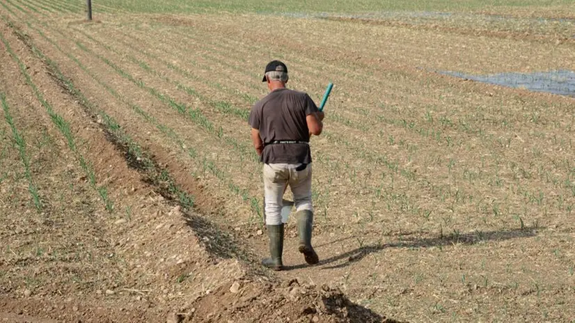 Agricoltore nei campi della Bassa bresciana messi a dura prova dalla siccità - Foto Giovanni Benini/Neg © www.giornaledibrescia.it