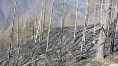 I resti di un bosco dopo un incendio - © www.giornaledibrescia.it