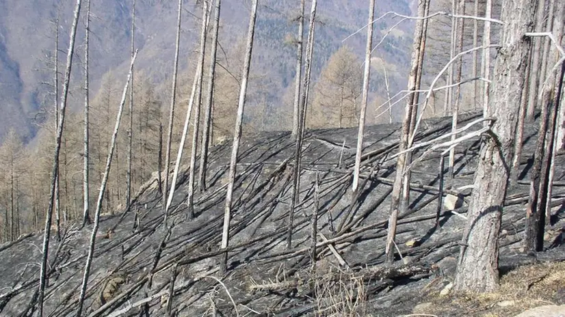 I resti di un bosco dopo un incendio - © www.giornaledibrescia.it