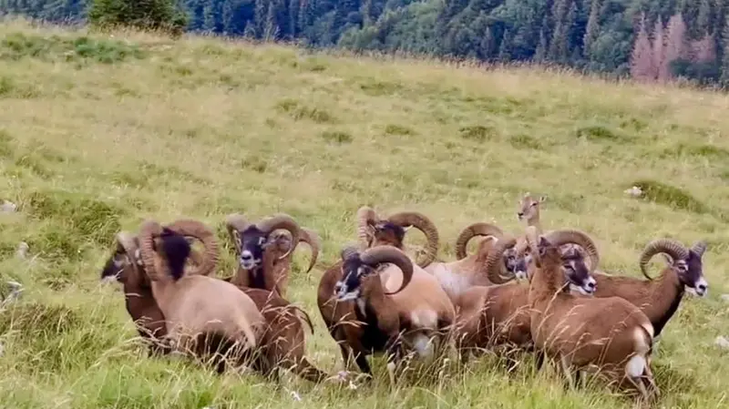 Un branco di mufloni in uno dei prati del Guglielmo - © www.giornaledibrescia.it