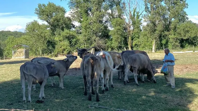 Le mucche vaganti erano un pericolo: il Comune di Manerba intervenne - Foto © www.giornaledibrescia.it