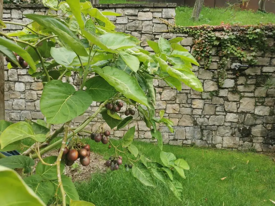 Sui Ronchi cresce il tamarillo, l'albero dei pomodori