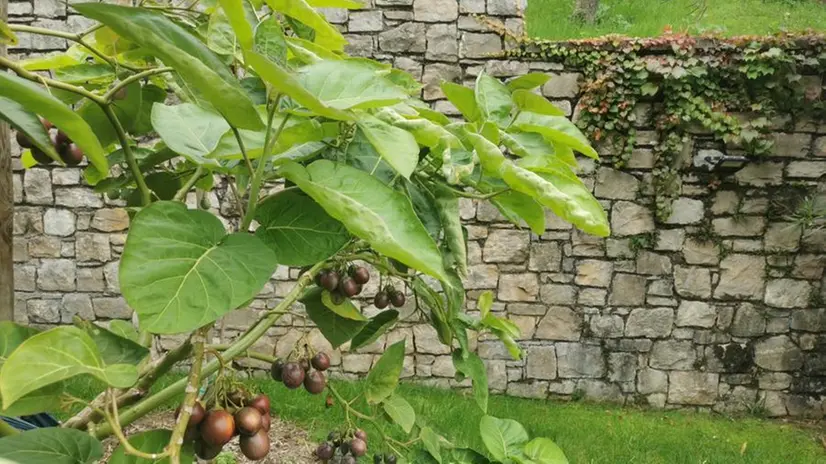 Sui Ronchi cresce il tamarillo, l'albero dei pomodori