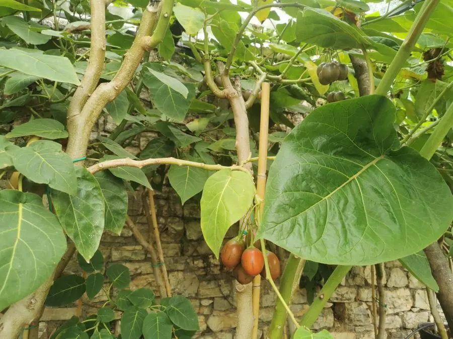 Sui Ronchi cresce il tamarillo, l'albero dei pomodori