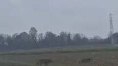 Un fermo immagine dal video dei lupi nei campi