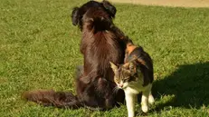 Cane e gatto, i più diffusi tra gli animali d'affezione (simbolica)