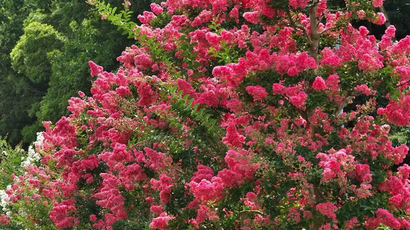 Un esemplare di Lagerstroemia coccinea