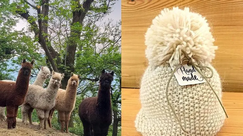 Creazioni in lana d'alpaca - Foto di www.eldosdelbec.com