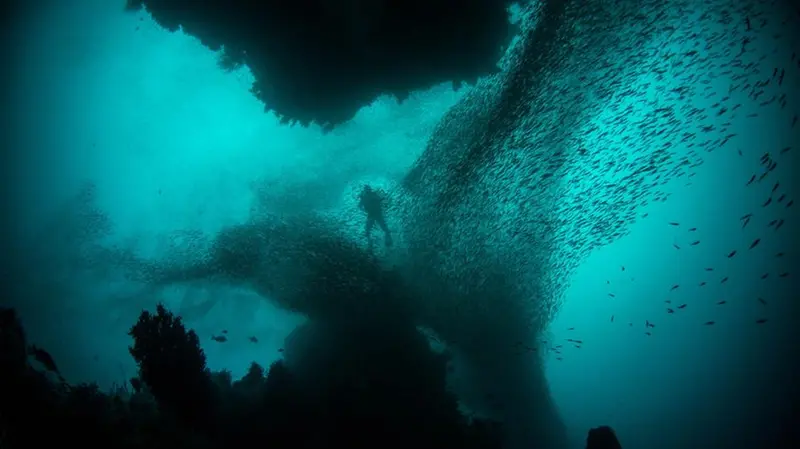 Gli ambienti marini profondi sono il più grande habitat del mondo - © www.giornaledibrescia.it