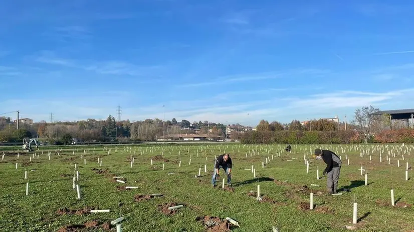 Carpini, olmi, aceri, ciliegi, meli e peri: 1.250 arbusti nel terreno davanti al Baratello