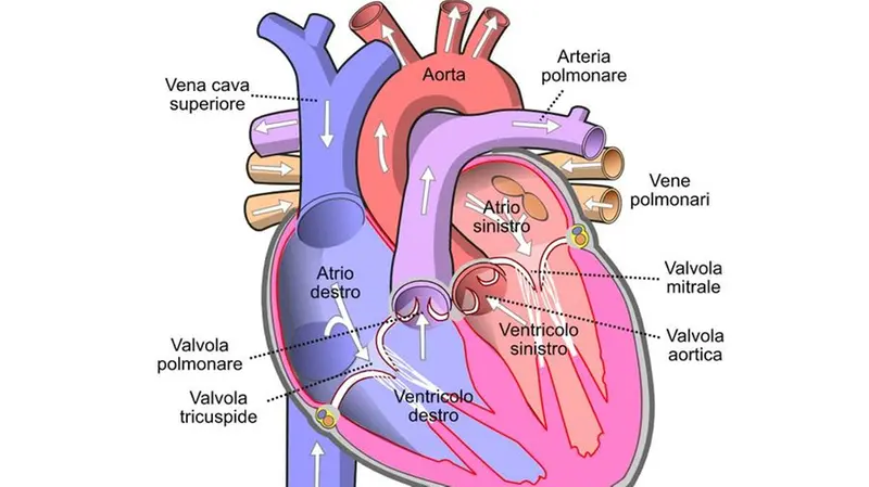 Rappresentazione del cuore umano e del suo funzionamento - © www.giornaledibrescia.it