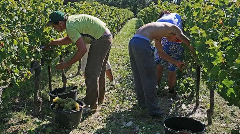 Braccianti di origine straniera in un vigneto