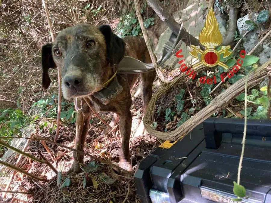 Le operazioni di recupero del cane Rasta