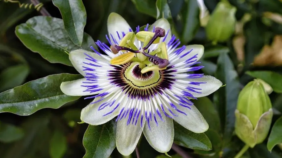 La passiflora come emblema di pazienza e tenacia