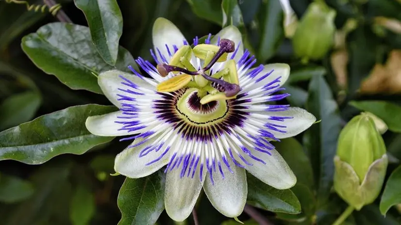 La passiflora come emblema di pazienza e tenacia